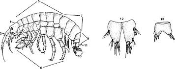 Image result for Cyperus breviradius