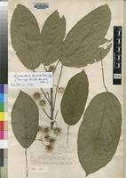 Image result for Lindackeria