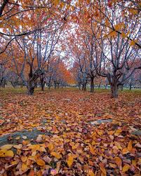 Check spelling or type a new query. Kaki Travel Suasana Musim Luruh Di Wilayah Gilgit Facebook