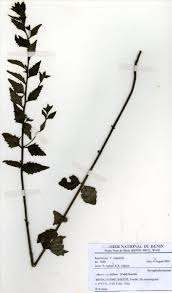 Image result for Alectra sessiliflora