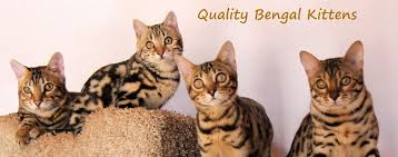 All cats shed fur, just not the same amount; Are Bengal Cats Hypoallergenic