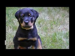 Growing Rottweiler From Puppy To Adult Youtube