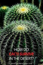 As such plant bring nature and pleasure into every place. Cactus Adaptations How Are Cacti Adapted To The Desert Smart Garden Guide Garden Guide Smart Garden How To Grow Cactus