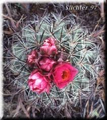 Image result for Xerophyta equisetoides