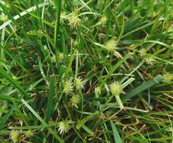 Image result for Kyllinga squamulata