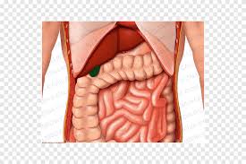 Learn tricks for remembering the four abdominal quadrants and nine abdominal regions for in anatomy and physiology, you'll learn how to divide the abdomen into nine different regions and four. Abdomen Human Anatomy Organ Thorax Hand Anatomy Png Pngegg