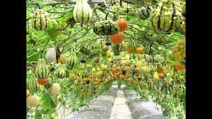 A vertical vegetable garden can be the mind blowing solution to your lack of garden space problem. Home Vegetable Garden Ideas Youtube