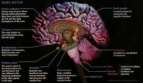 Brain Structure