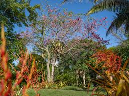 Image result for Ceiba