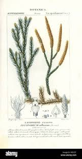 Image result for Lycopodium clavatum