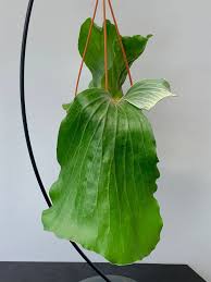 Image result for Platycerium elephantotis