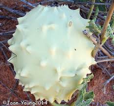 Image result for Acanthosicyos naudinianus