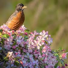 Check spelling or type a new query. Spring Flowering Ornamental Trees Chicago Botanic Garden