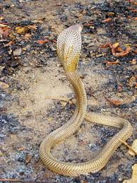 Les symptômes après une morsure se font ressentir. 10 Serpents Si Venimeux Qu Ils Vous Tueraient D Une Seule Morsure