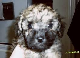 Our goal and passion are to perfectly match a specific puppy with a compatible family and their bio: Maltipoo Puppies For Adoption For Sale In Denton Texas Classified Americanlisted Com