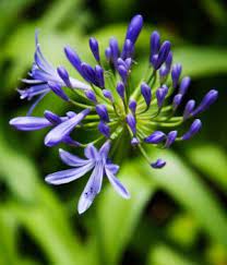 Purple Flower Names Enlisted With A Beautiful Photo Gallery Purple Flower Names Flower Names Purple Flowers