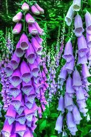 Pin On Deathly Garden