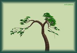 (pst) i zoom lecture i free with reservation. Virtual Bonsai Home Facebook