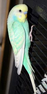 Bird Room Ideas Are Addictive You Have Been Warned Spiffy Pet Products Parakeet Colors Budgie Parakeet Budgies Bird