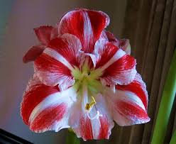 The eastern part of the region is experiencing a super bloom unlike anything seen in the explosion of flowers was brought on by a wet winter, which brought seven inches of rainfall to the park, as national geographic reports. Hippeastrum Aka Giant Amaryllis Amaryllis Flowers Bloom