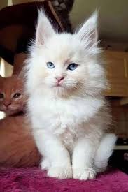 Pin On Cat Litter