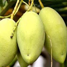 Di malaysia, terdapat banyak sangat jenis rumah dan hartanah, sehingga menyebabkan kekeliruan bagi pembeli rumah. Jenis Bibit Mangga Rekomendasi