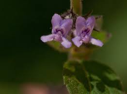 Image result for Mesosphaerum suaveolens