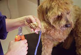 2445 geer rd, turlock (ca), 95382, united states. Contact Us Lisa S Pet Grooming