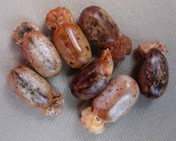 Image result for Jatropha scaposa