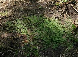 Image result for Euphorbia serpens