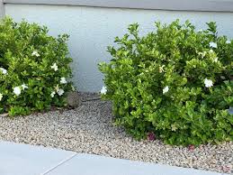 Image result for Gardenia