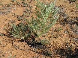 Image result for Elephantorrhiza suffruticosa