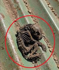 I wanted to repair the roof of my house. I climbed onto the roof to see  what condition it was in and suddenly discovered this. Honestly, I got  scared. I've been looking