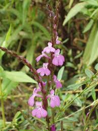 Image result for Striga aspera