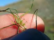 Image result for Zannichelliaceae