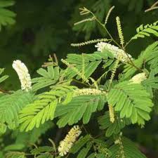 Image result for Acacia ataxacantha