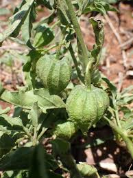 Image result for Physalis viscosa