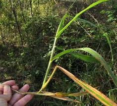 Image result for Urochloa brachyura