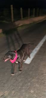 Check spelling or type a new query. Nelson Avila Pa Twitter No He Bebido Ni Fumado Nada Pero Al Llegar A Mi Casa En Rinconada De Los Andes Se Me Aparecio El Perro Matapacos Https T Co Ztoguqsfxr