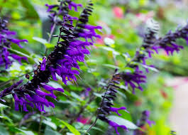 Salvia 'Amistad' (Friendship Sage): Uses, Design Ideas, Care
