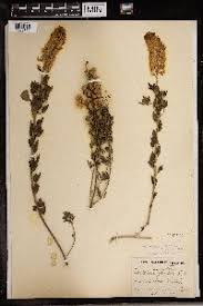 Image result for Crotalaria huillensis