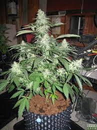 Afghani indica seeds were brought to the northwest u.s. Northern Lights Discuss Genetics Opengrow