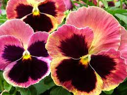 Pansy Matrix Sunrise Google Search Flower Bed Plants Pansies Pansies Flowers