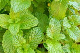 If i am highly allergic to spearmint, can i still have peppermint or mint cookies, drinks ect? answered by dr. Peppermint Vs Spearmint Mental Floss