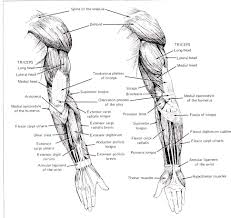 12 photos of the arm muscles and bones. Cse490ca Spr2000 Reference Materials