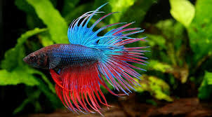 Why Is My Betta Fish Not Eating 10 Alarming Reasons Yag