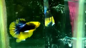 Pk yellow fancy white mask ukuran m+ #cupang #cupanghias #cupangfancy #plakat pic.twitter.com/gptq1f7ati. Cupang Yellow Fancy Youtube