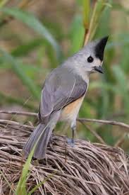 Birds Native To Oklahoma Black Crested Titmouse Found In Oklahoma Texas And Mexico Titmouse Beautiful Birds Chickadee