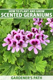 Image result for Pelargonium domesticum round-leaved bushy