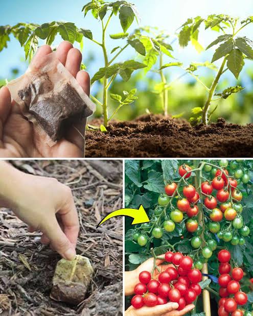 🔴 TEA SEED CAKE / TEA SEED MEAL 25KG 🔴 🌿 Say goodbye to snails and hello  to healthier plants! 🌱 Our Organic Pesticide with Tea Seed Meal is here to  naturally